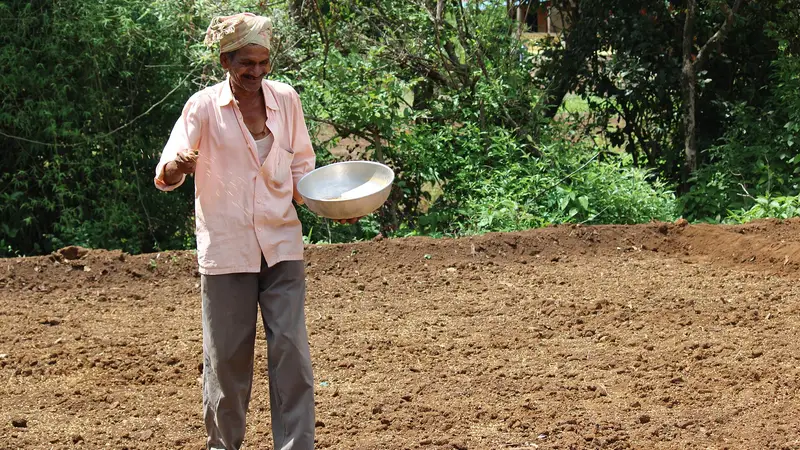 महाराष्ट्र में मानसून से पहले खेत में धान के बीज छिटकता एक किसान