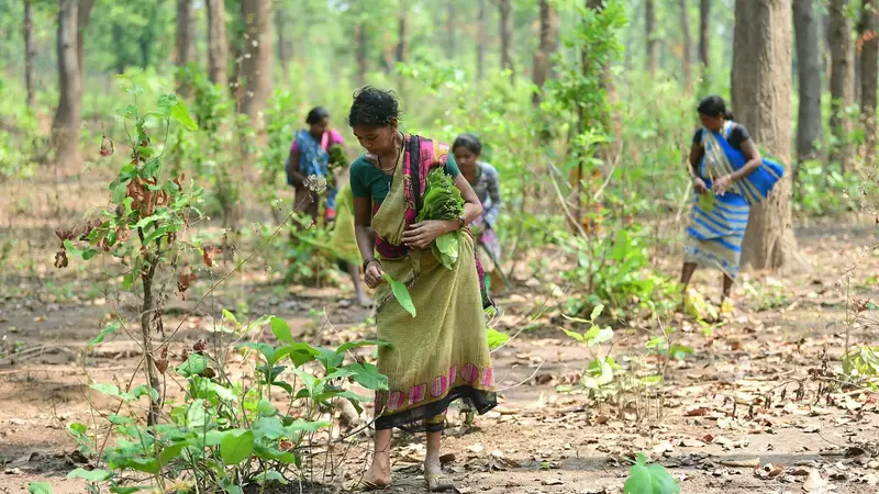 जंगल में ऊँचे पेड़ों के बीच ज़मीन से पत्ते इकट्ठा करती चार महिलाएँ; आगे वाली महिला के हाथ में पत्तों का गट्ठर है।